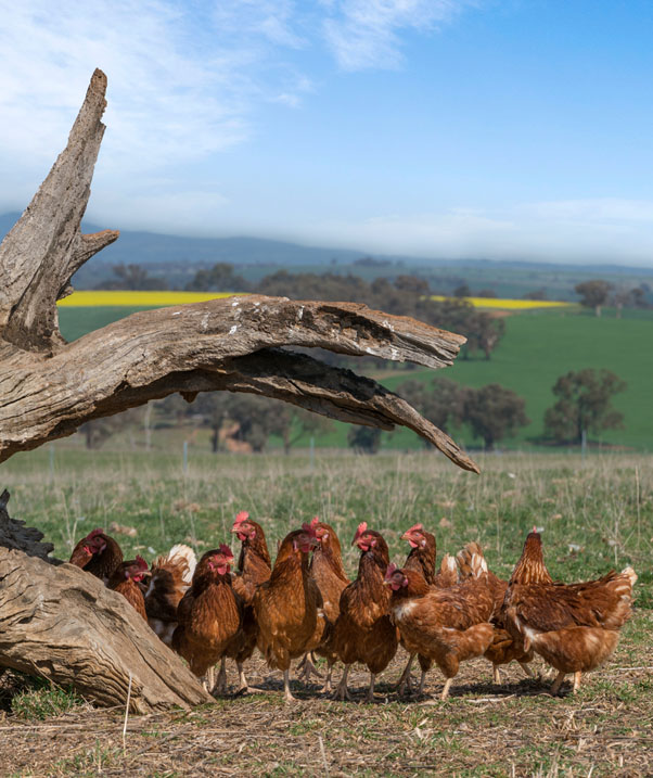 free range canobolas eggs